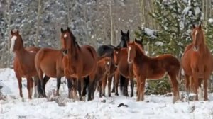 история лошадей.