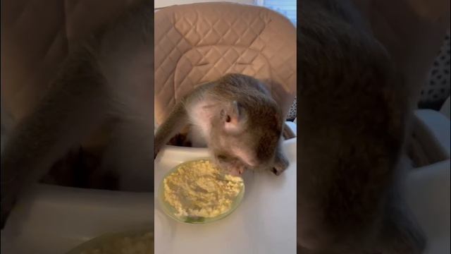 Утренняя кашка смотреть онлайн