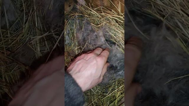 Подкидываю серебристого крольчонка шиншилле #кролики смотреть онлайн