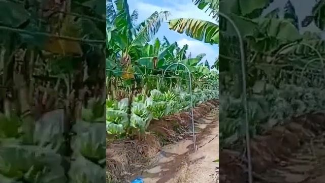 Veja a invenção que esse cara fez para carregar cacho de banana 🍌😱😨 смотреть онлайн