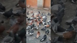 Голуби Курска