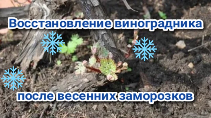 Восстановление виноградника после возвратных заморозков. смотреть онлайн