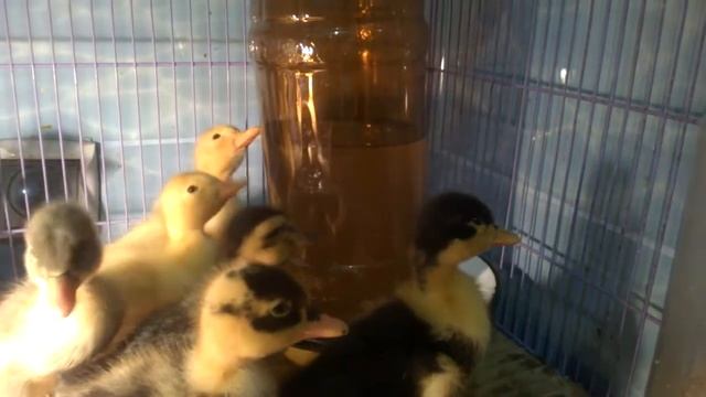Утята Башкирской утки смотреть онлайн