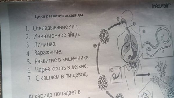 цикл развития аскариды, аскариды лечение|аскариды симптомы|