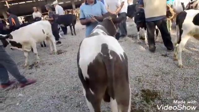 молбозори 2-юм учаска