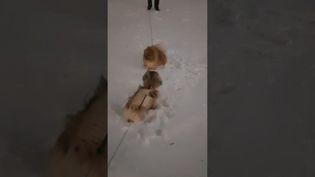 собака лает, а караван идёт.пекинес чапа. императарская выдержка . #собачки смотреть онлайн