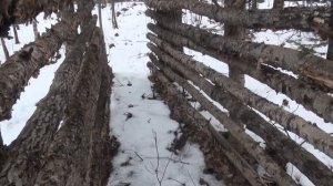 Медведь съел лайку, везем замену.