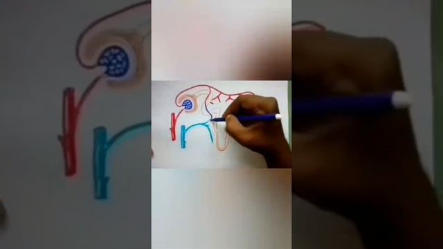 How To Draw Nephron Step By Step | Draw And Label The Parts Of Nephron Diagram Easily