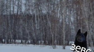 Лайка догоняет и ловит лису!!!