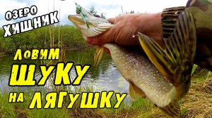 Поставил ЛЯГУШКУ и сразу поклёвка!!! Ловля пассивной щуки на спиннинг поверхностными приманками.