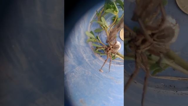 Самка паука ,защищает своё потомство... смотреть онлайн