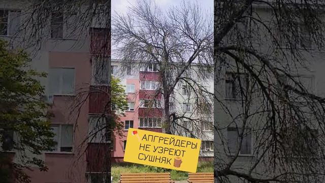 🪓АПГРЕЙДЕРЫ НЕ УЗРЕЮТ СУШНЯК🪵 смотреть онлайн