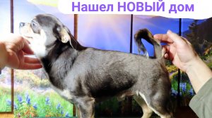 Поздравляем Чинзано нашел НОВЫЙ дом 31/12/24 #купитьчихуахуа 89215950848 #продажачихуахуа