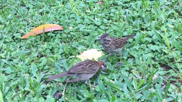 Птицы целуются