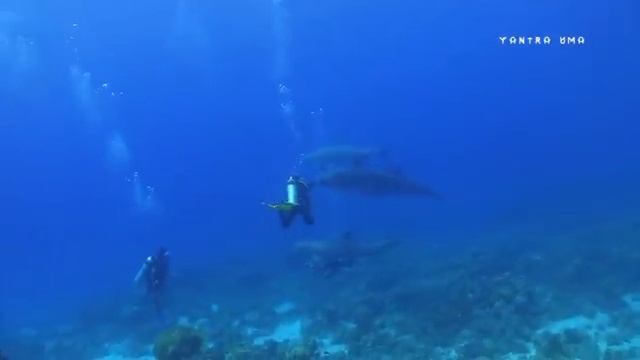 Дельфинотерапия 🐬 Исцеляющие звуки дельфинов _ Dolphins sounds and noises _ Дельфин 🐬 смотреть онлайн