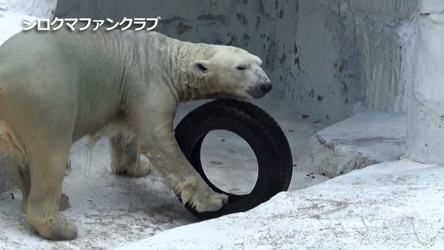 イっちゃんが吠える💗タイヤ遊びはママのルールで【天王寺動物園】 смотреть онлайн