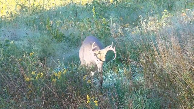 Deer down with the .50 cal Hammer from Umarex using copper airgun Ammo from Lehigh Defense смотреть онлайн