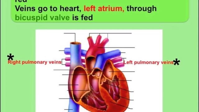 Circulatory System Song смотреть онлайн