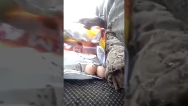 Обед в полевых условиях или Ростовские суровые мухи! смотреть онлайн