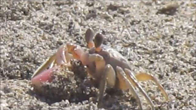 Crabs on the beach смотреть онлайн