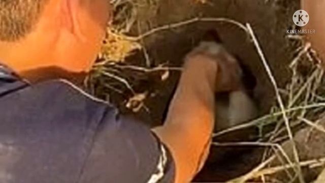 Щенка не кормили и не поили ,в конечном итоге закопали под землю смотреть онлайн