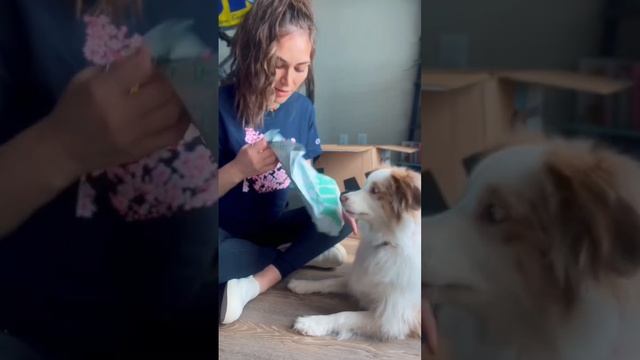 Use code LULU30 for 30%OFF your Valentine's BARK Food order #australianshepherd #dog #pets #unboxin смотреть онлайн