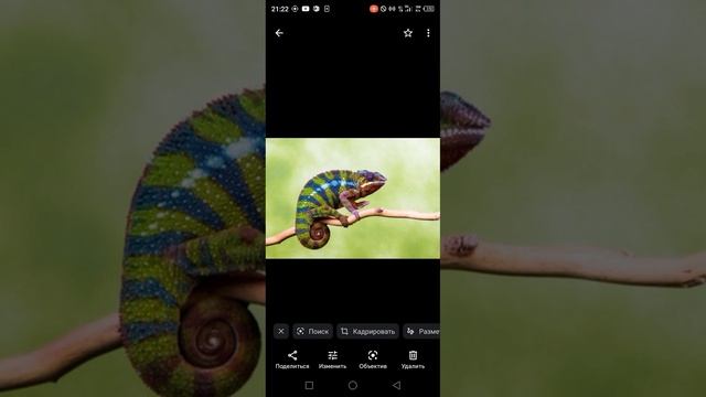 картинки ящирец. смотреть онлайн