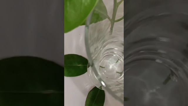 How to Make Orange 🍊 Fresh Juice | مالٹے کا جوس بنانے کا طریقہ | Orange Juice by Arain Kitchen смотреть онлайн