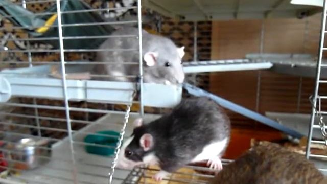 Ляляка щипает Клепу смотреть онлайн