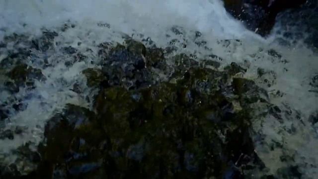 Boomers Premium ProBiotics Explained