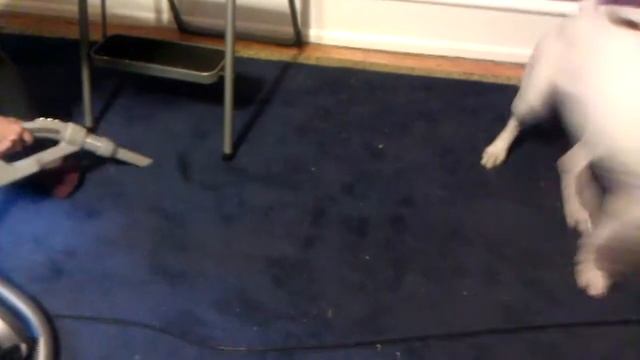 My dog trying to kill the vacuum смотреть онлайн