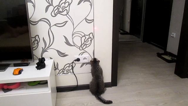Няша играет. Кошка и лазер. смотреть онлайн