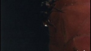 Чудеса растений 2 сезон 11 серия (документальный сериал, 1982-1987)