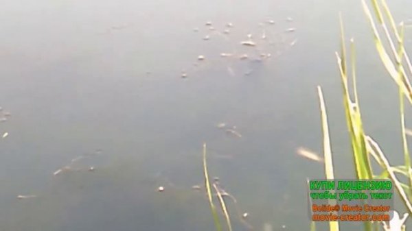 Блю, комарик