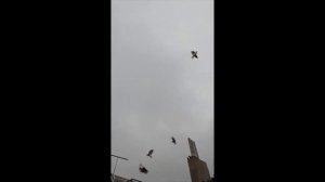 Серпасто-выворотные Голуби, Днепр