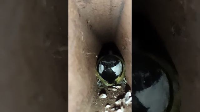 Синичка залетела в трубу прячась от ветра (Посторонние звуки от оператора:) ) смотреть онлайн