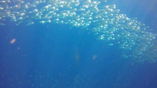 Стая Макрели Филлипины 2017