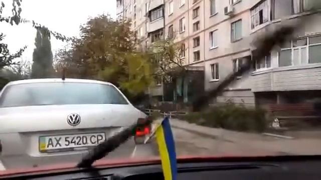 Умные кошки! смотреть онлайн