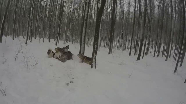 Охота на кабана с лайками смотреть онлайн