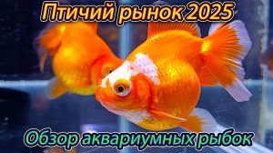 Птичий рынок Садовод 2025 [Обзор аквариумных рыбок]