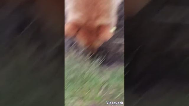 ЧеЛиНи на реке смотреть онлайн