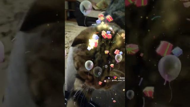 #животные #топ #друг #кошки #котенок #лайк #пушистики #подпишись #киса #друзья #мимими смотреть онлайн