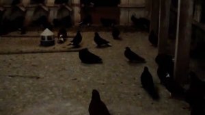 Фильм 64.В  разделе Кг.Мариупольские  без кружные  голуби ! Голуби  Скударь  П.  . Часть 2.