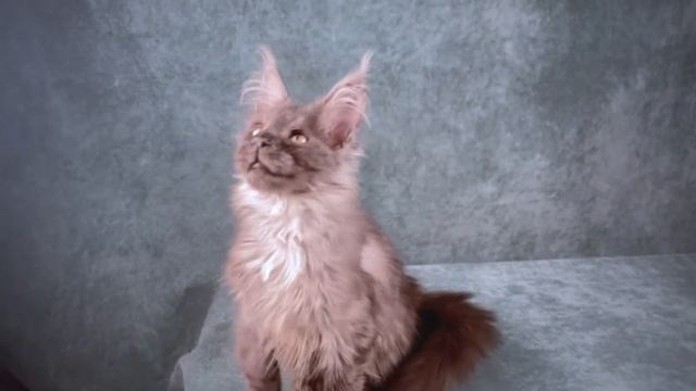 MCO ns female 3 months смотреть онлайн