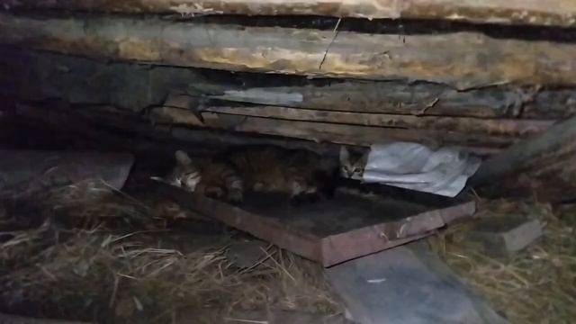 кошка спит. смотреть онлайн