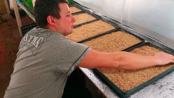 ПРОРАЩИВАЕМ ЗЕРНО ДЛЯ КУР, ДОМА!