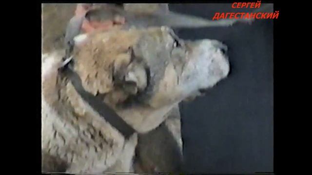 Гедык Туго смотреть онлайн