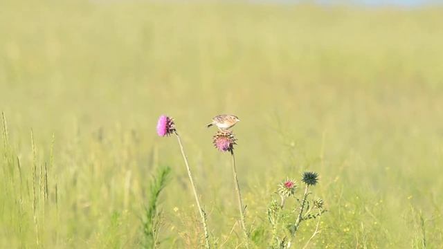 Grasshopper Sparrow at RMA, Colorado смотреть онлайн