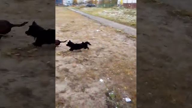 Гонки собак смотреть онлайн