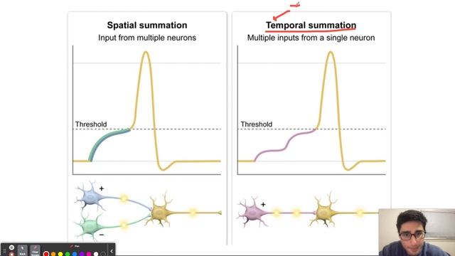 Spatial vs Temporal Summation смотреть онлайн
